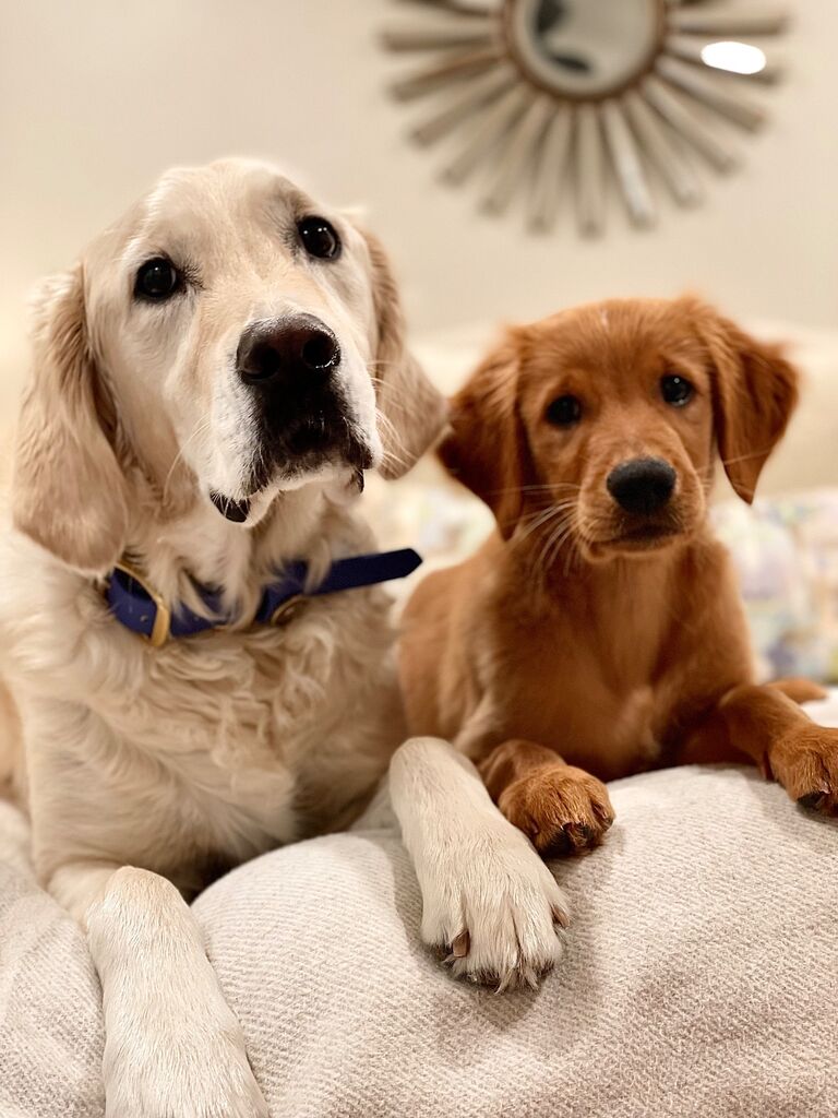 A couple of dogs in between