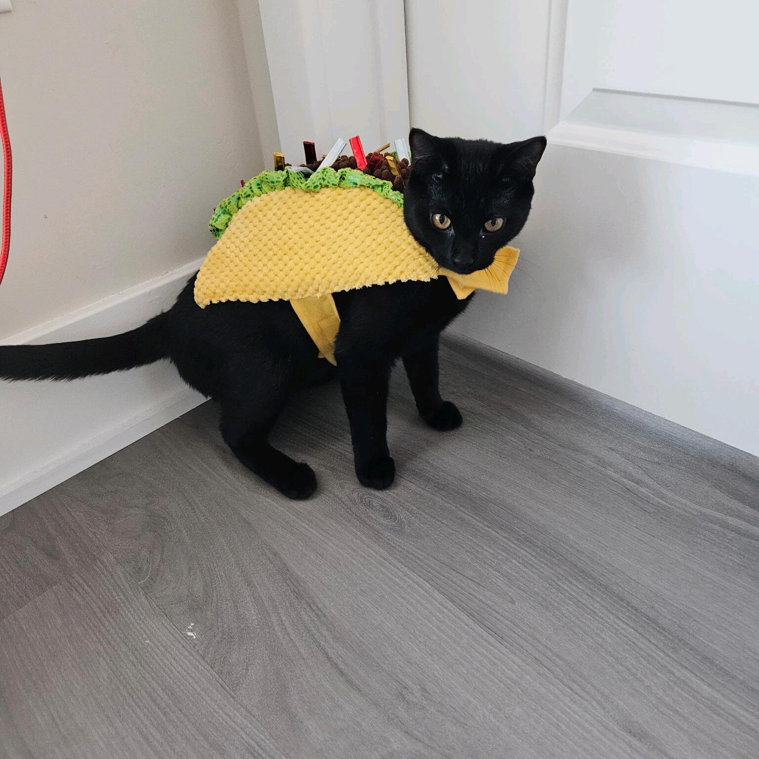 Paul and Colleen rescue Queso from the streets of Baltimore completing their family of four just in time for a wedding. 