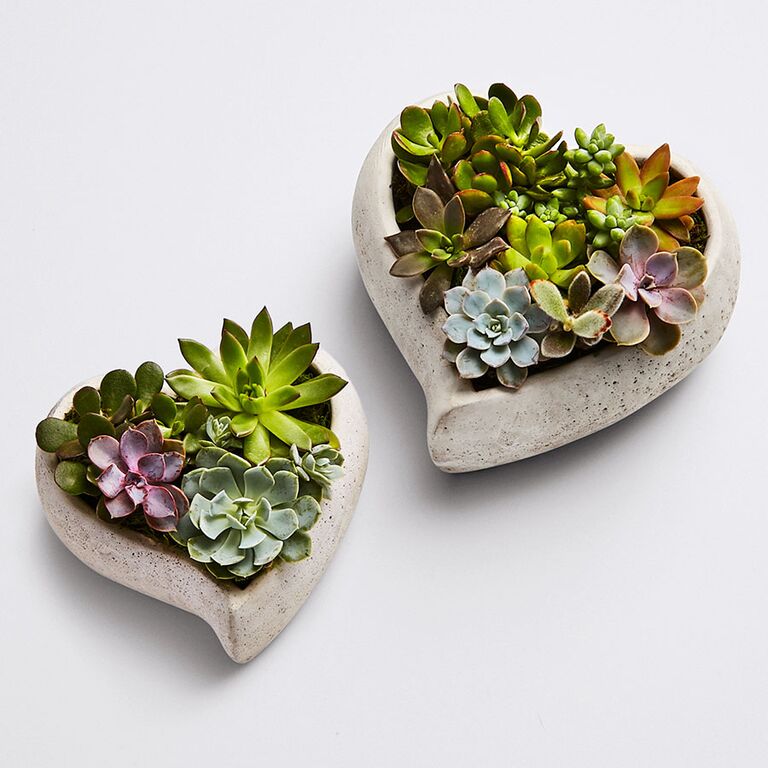 Heart shape mini succulents for anniversary gifts