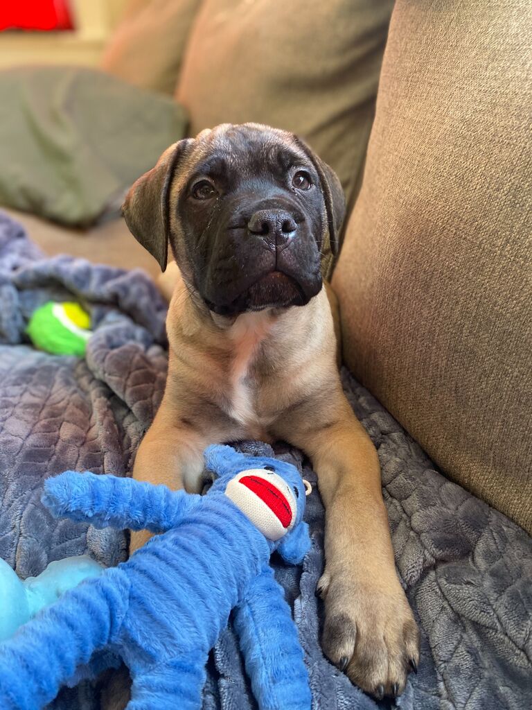 Hades Lucifer: Only four months together and then there were three! Talking for a couple months about getting a puppy, they found Hades! A 10 week old bullmastiff whose name is the most ironic. He is a pandamic puppy and to say that hes a big baby is an understatement! Hades was a huge part in keeping spirits high during Covid19 for the couple. He continues to bring so much love to everyone he meets! Hades hopes to see you there!