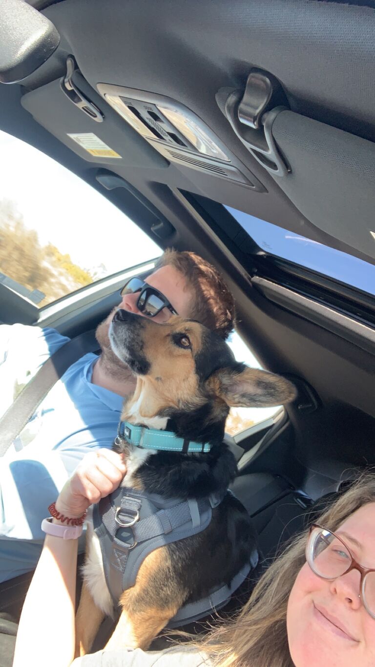 Rescued our Corgi/German Shepard mix, Emmy