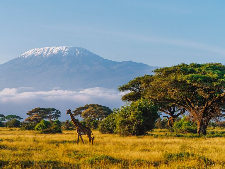 Masai giraffe in front of Kilimanjaro mountain in Amboseli National Park, Kenya