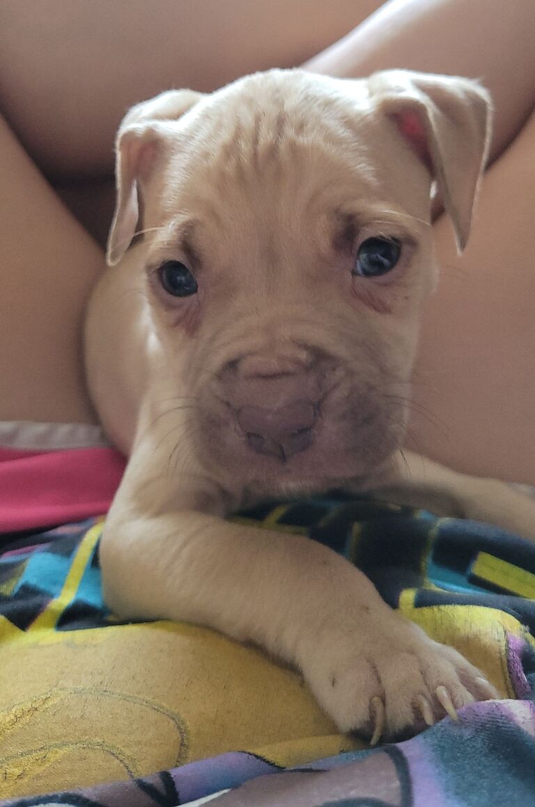 After taking on the world, a pandemic, and moving together, Kyleigh and Dylan welcomed  Cheese into their home for snuggles, kisses, and many puppy accidents.