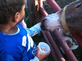 Mary's Country Critters - Petting Zoo - Wayland, MI - Hero Gallery 2