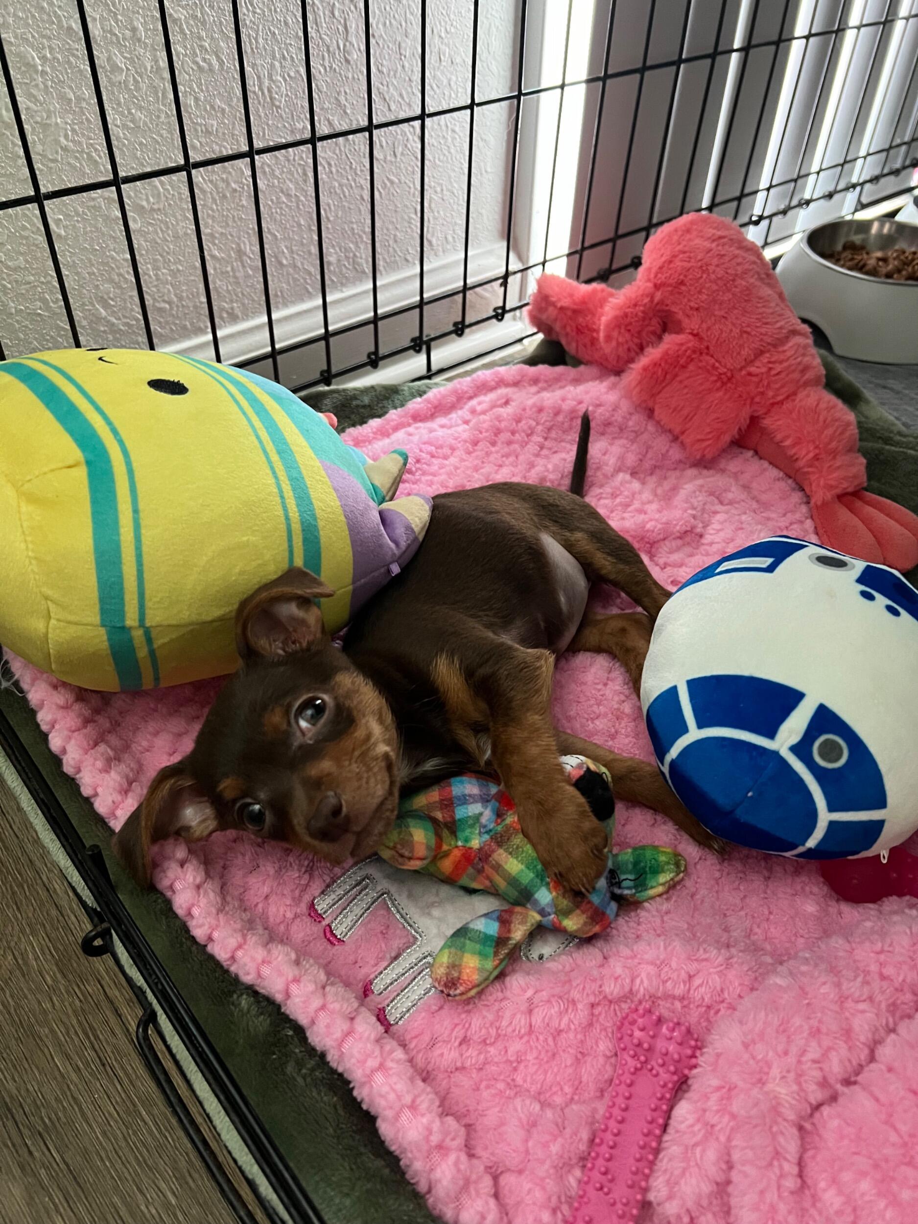 We adopted our baby girl; Princess Leia Organa Brendel-Akridge