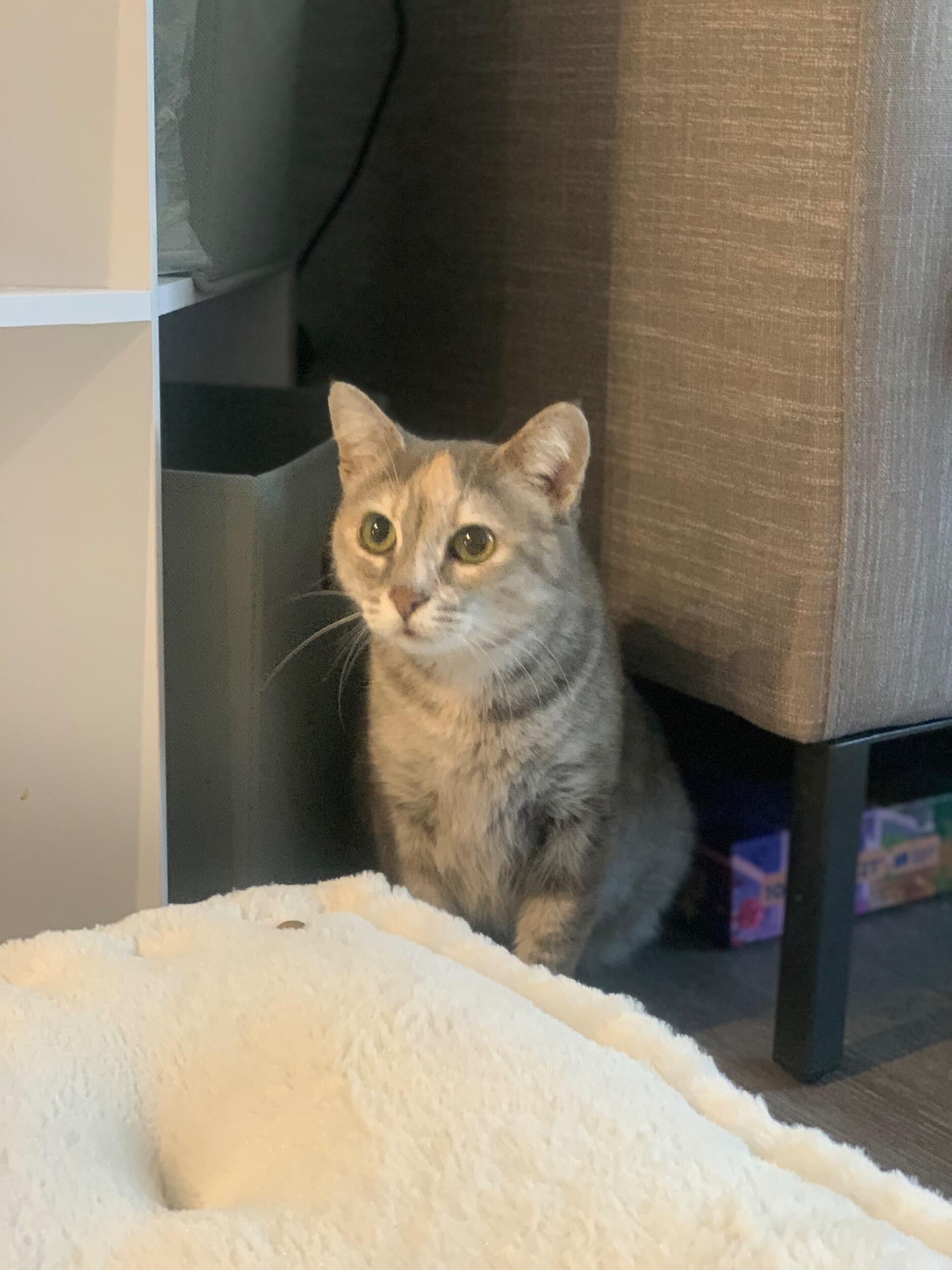 Katrina and Cecilio adopted a beautiful cat together! She was named Cora Louise and the couple adore her immensely. Katrina often jokes that the John Wick movies make sense after having met Cora. 