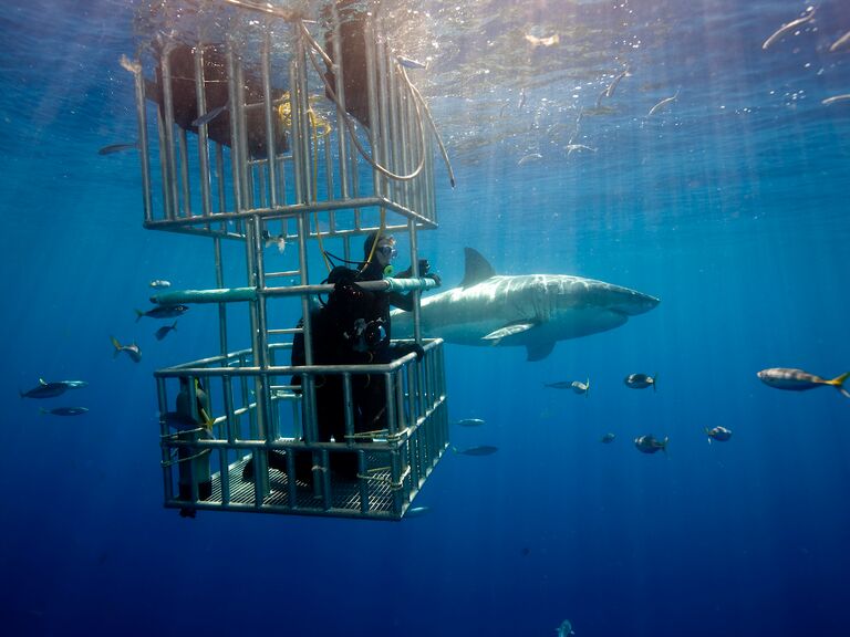 Shark diving.