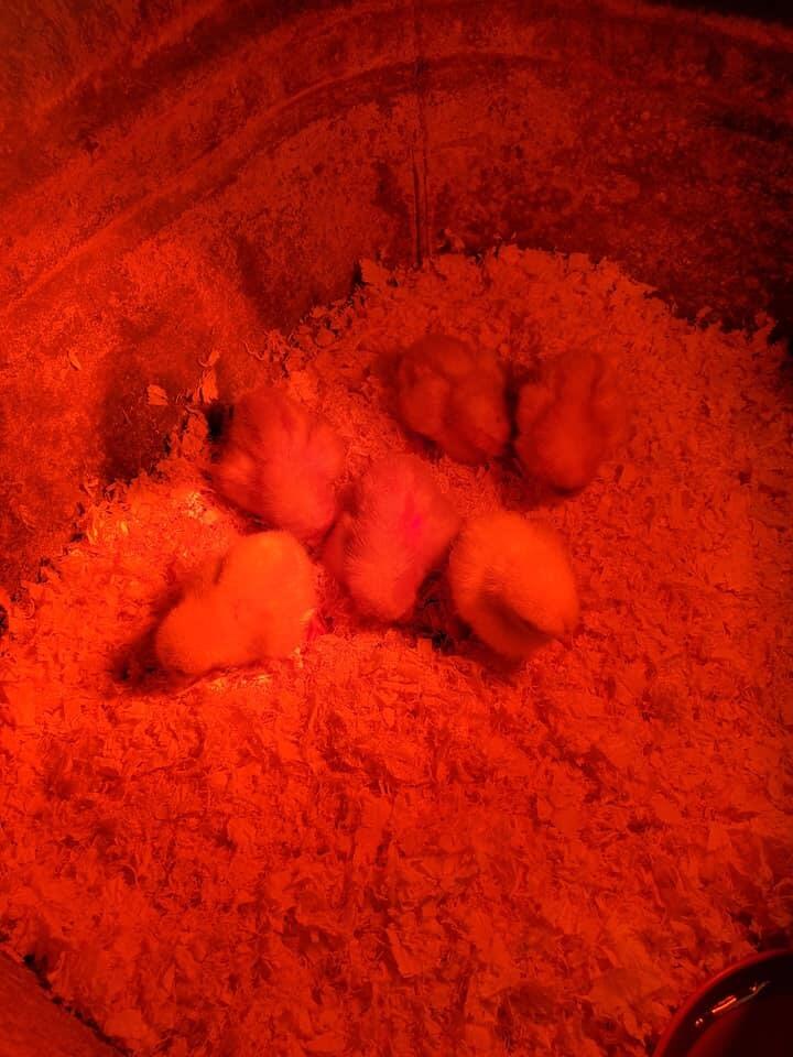 Got our 6 feathered babies!