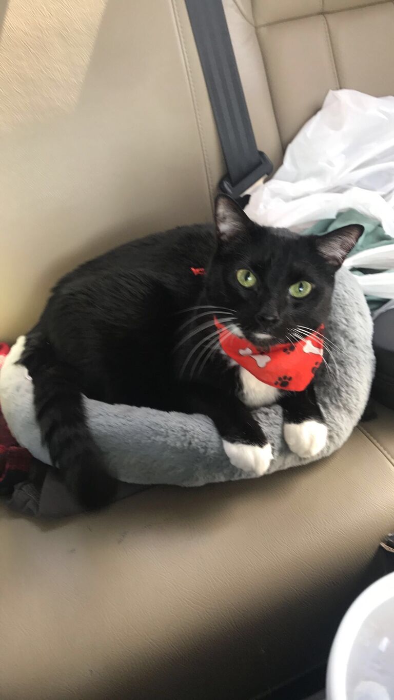 James the Cat (JTC) became part of the family
