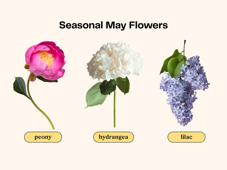 Collage of flowers that are in season for a May wedding.