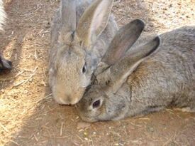 Cricket's Mobile Petting Zoo - Petting Zoo - Kennesaw, GA - Hero Gallery 4