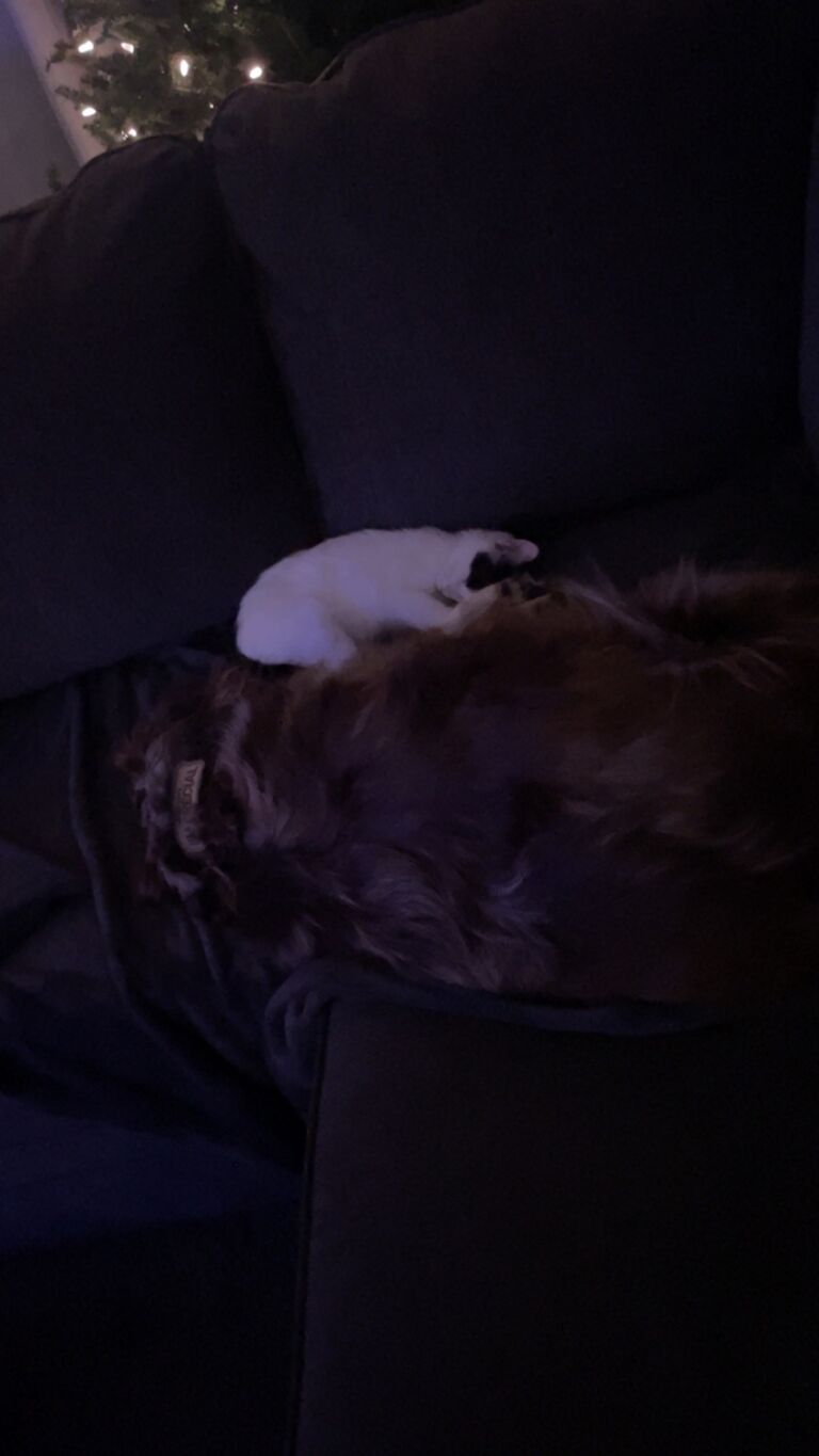 We got a kitten (Toeny) to add to our family!
