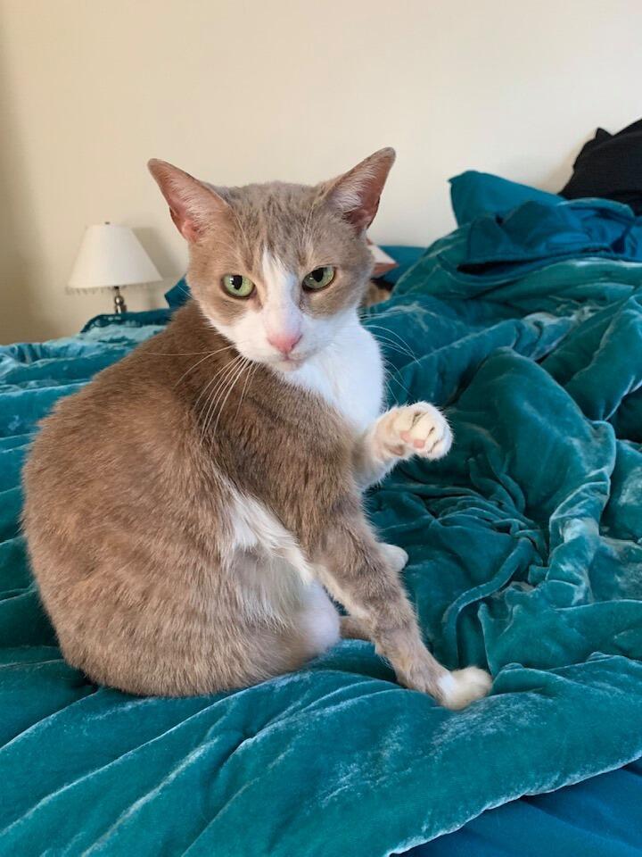 Our kitty Frankie- She is a sweet old little thing and just wants to lie down somewhere warm, a wish we are happy to accommodate!