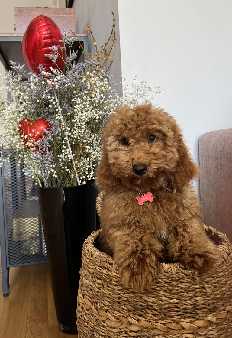 Meet Fletcher the Poodle! Our little pupper!