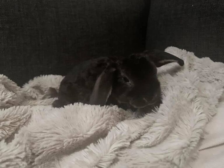 Adopted our second fur child, Knox. Thought it might scratch the itch for a dog....