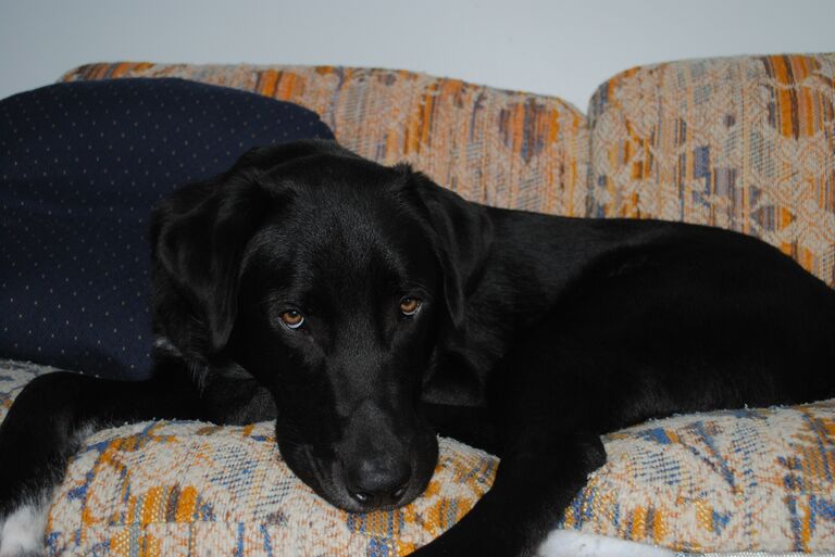 We rescued our 140 lb puppy Lincoln and we are forever grateful to have him in our lives!
