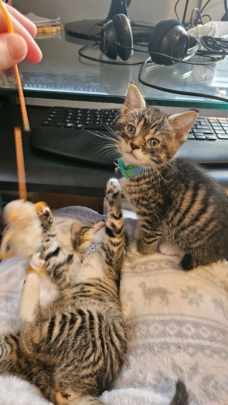 The cutest little stray kittens ever! Lizzy is on the left, Polly is on the right.