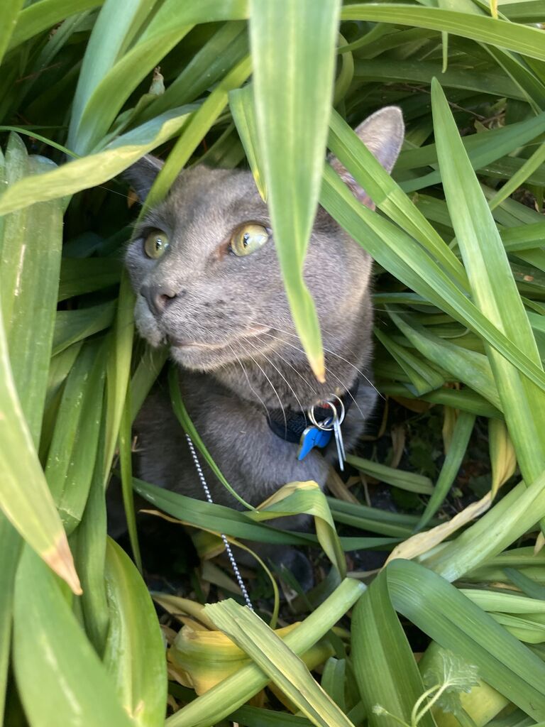 Day we found Earl! We were walking back from getting bubble tea at our local spot when Earl came out onto the sidewalk and flopped over asking for pets. Sam picked him up and we brought him home.
