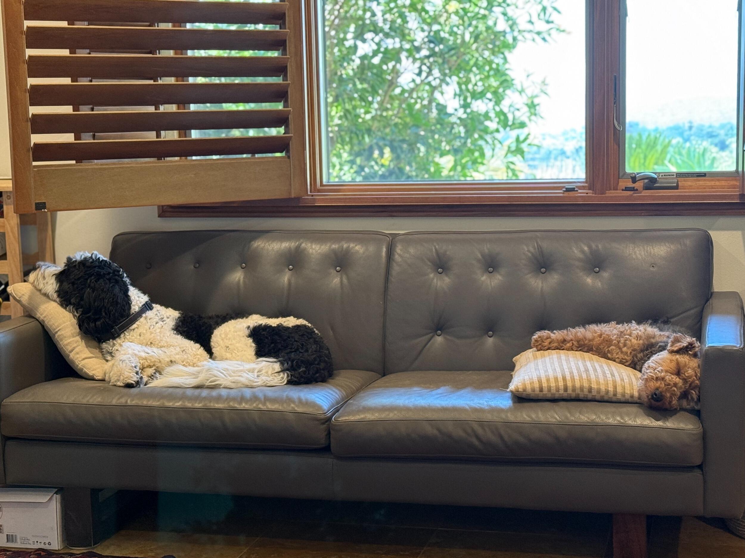 On some days, Panko and Vespa look like they have had enough of each other