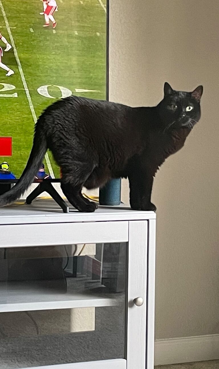 Madam Jawa (queen of the zooms and disappearing in plain sight)