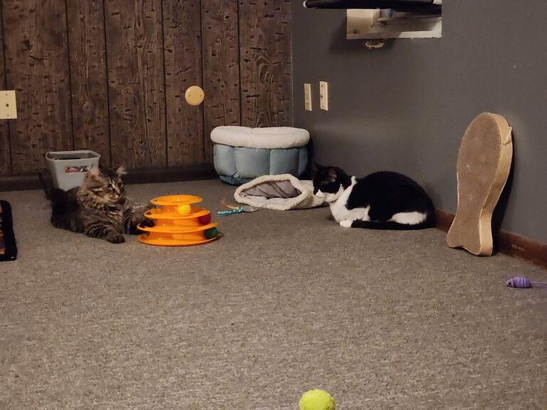 We adopted the stray who has been hanging around our Ohio apartment. Welcome home Giorno!