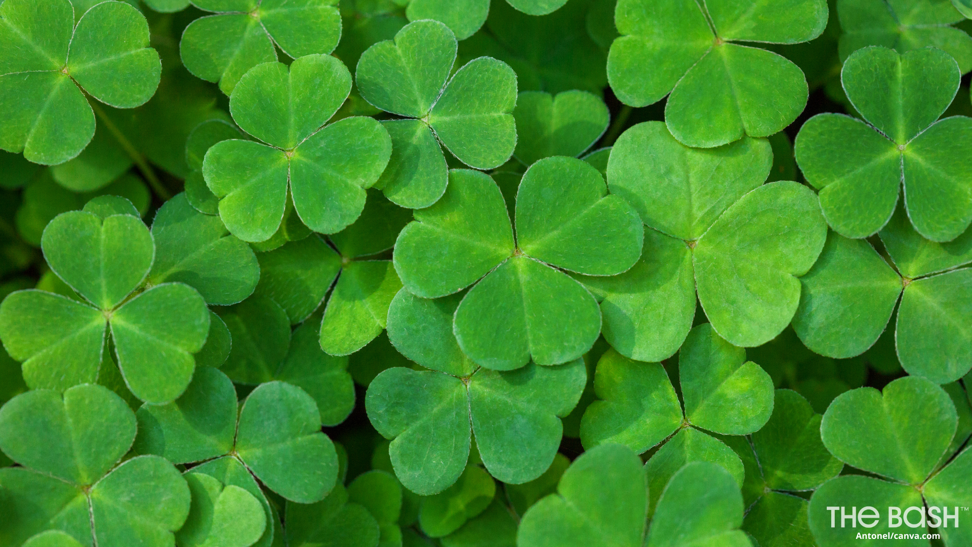 St pats HD wallpapers