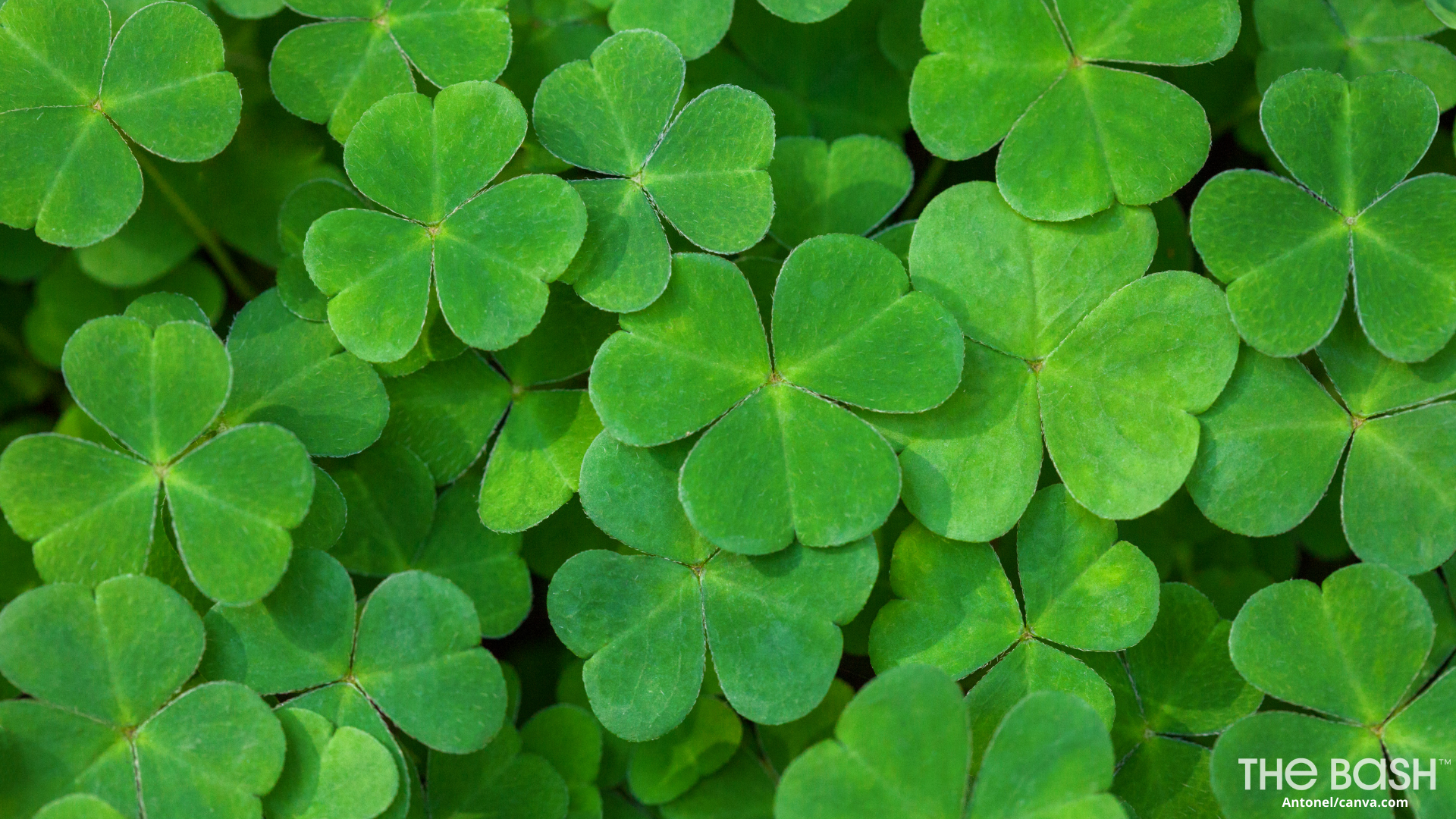 St. Patrick's Day March 17, 2024: History, Celebration Ideas, Pots of Gold,  and more!