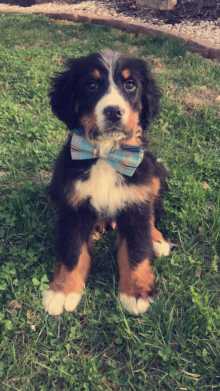 The day we picked up our Loki!