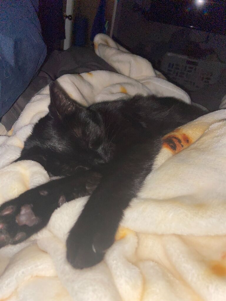 Got the smol cat (Elma) 🐈‍⬛