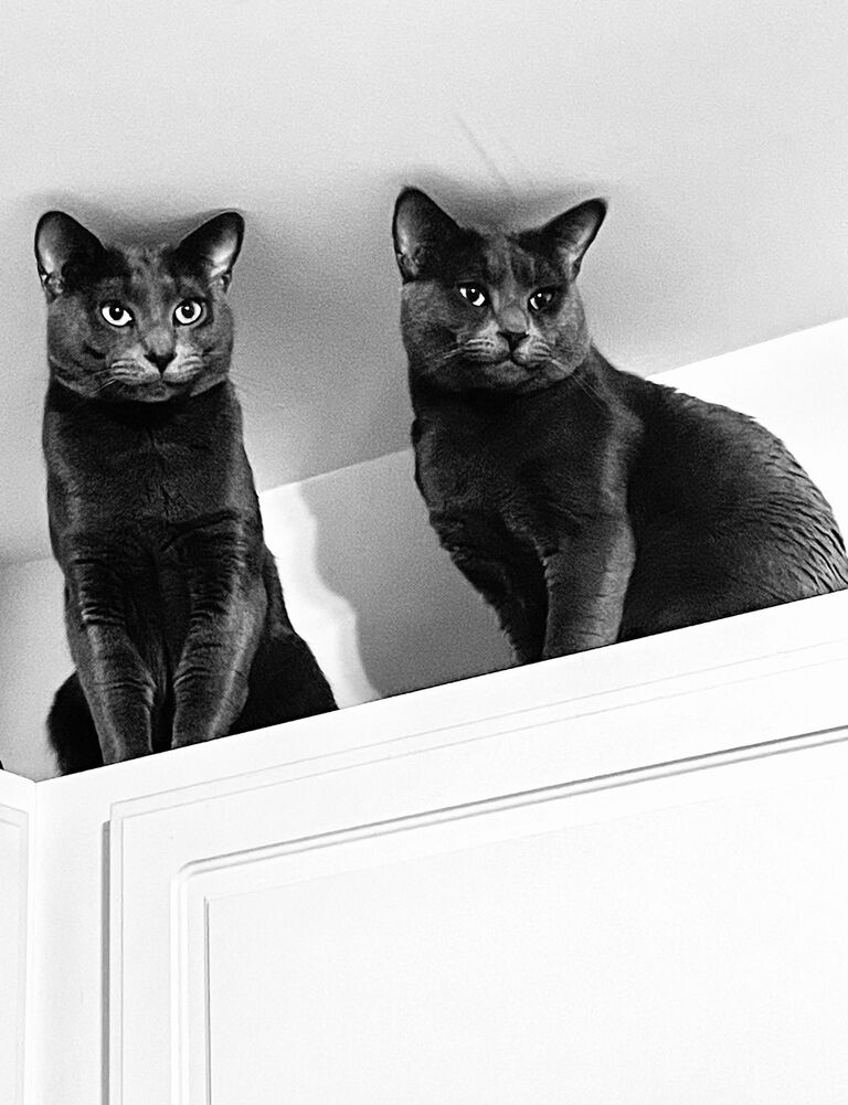 We welcomed two new furry family members, Leonidas and Gus! Our little home is now full of mayhem and kitty snuggles.  