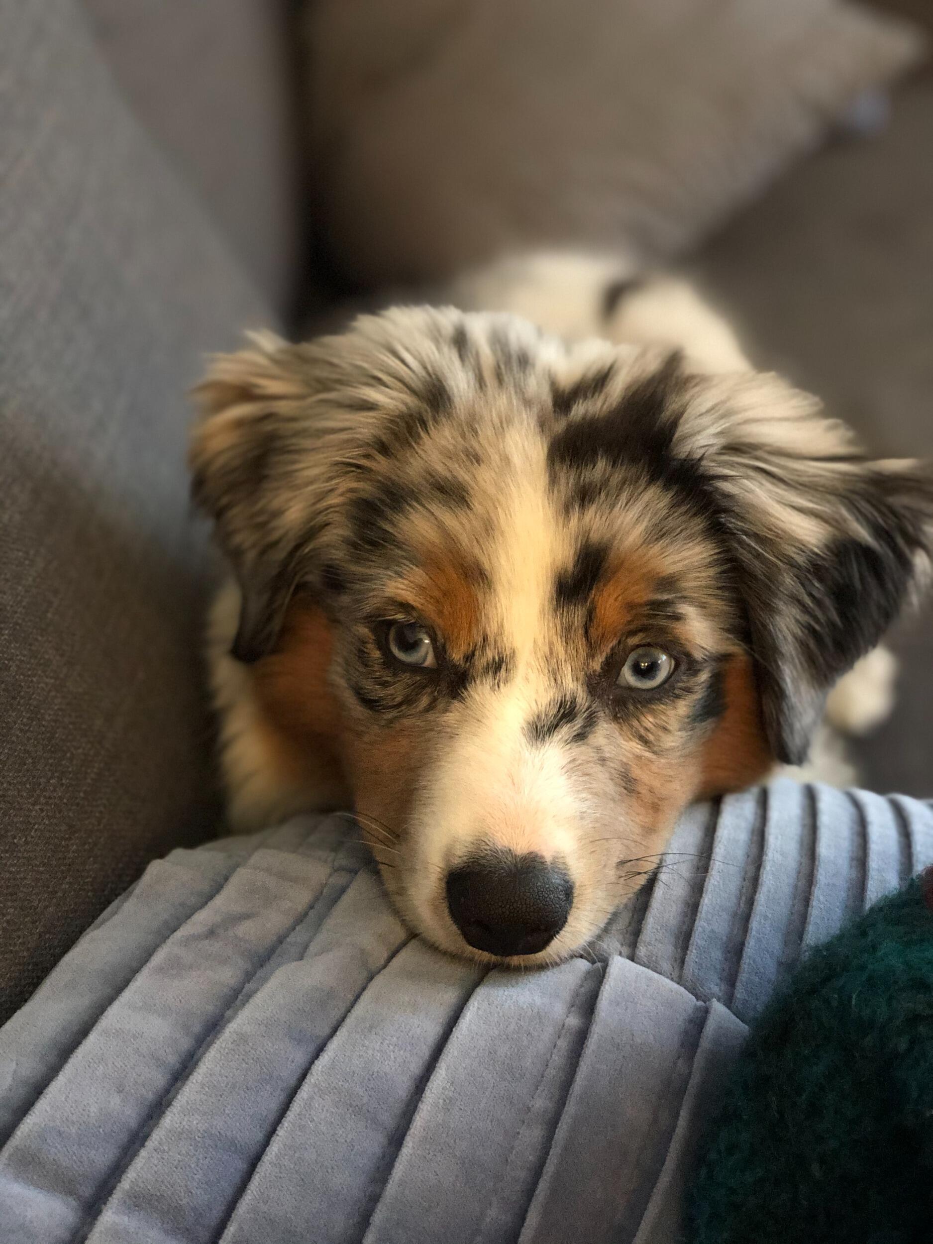 Bougie joined the family. 
