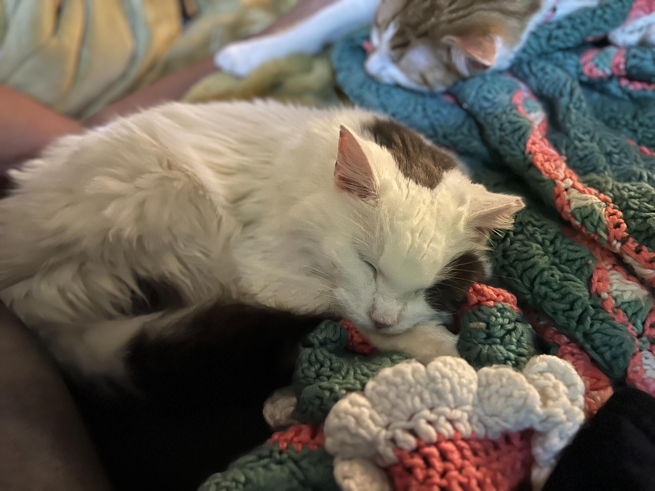After moving Bri felt a little lonely with Pete being gone because he worked night shift. So they ended up getting a cat for companionship which ended up preferring Pete anyways. 
