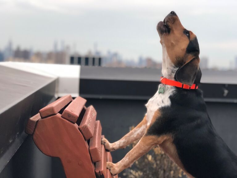 They got a Beagle