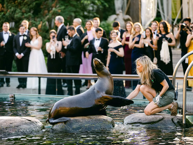 Sea lion performance for wedding receptions at zoos