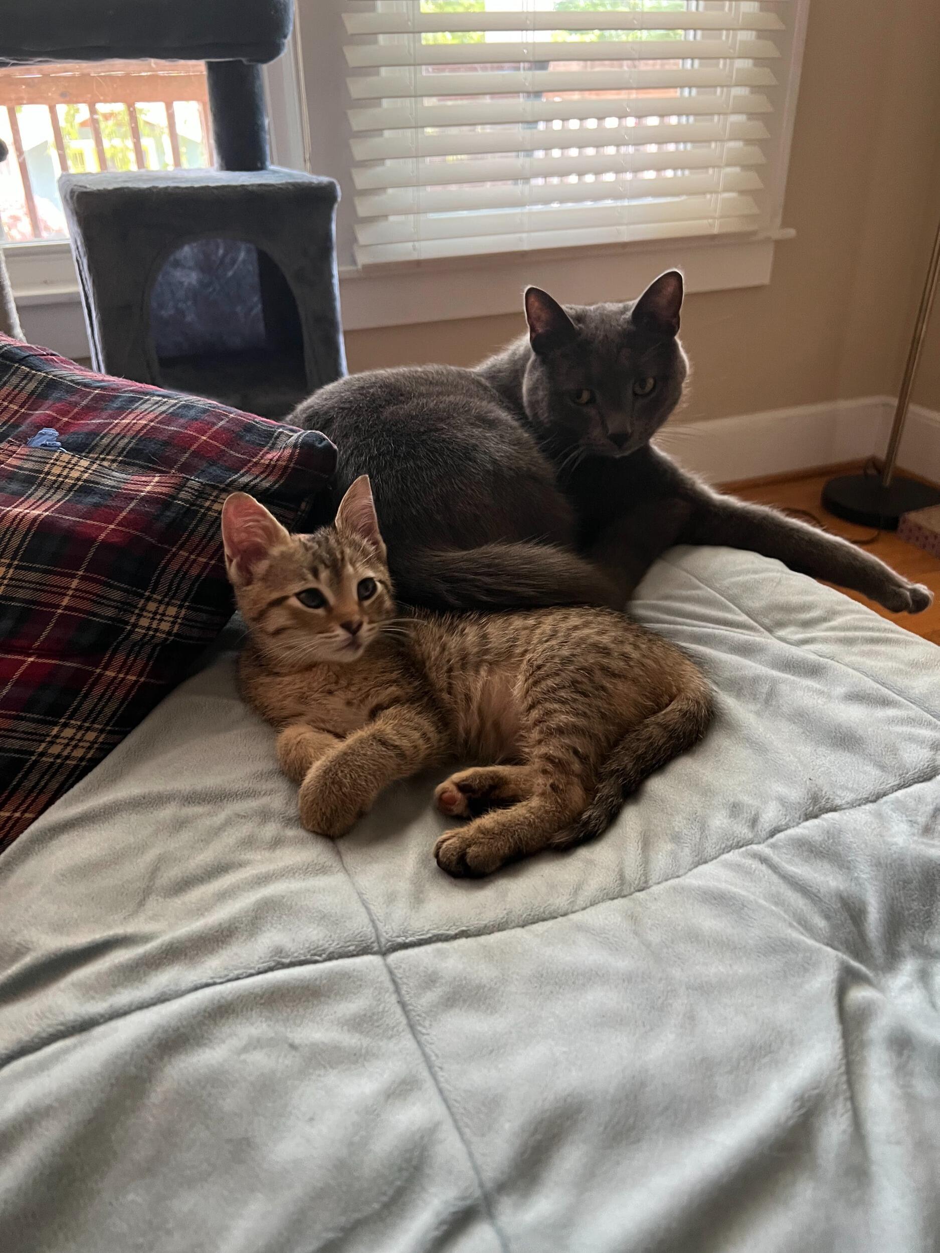 But one wasn't enough...Crouton was the missing piece to their family! 