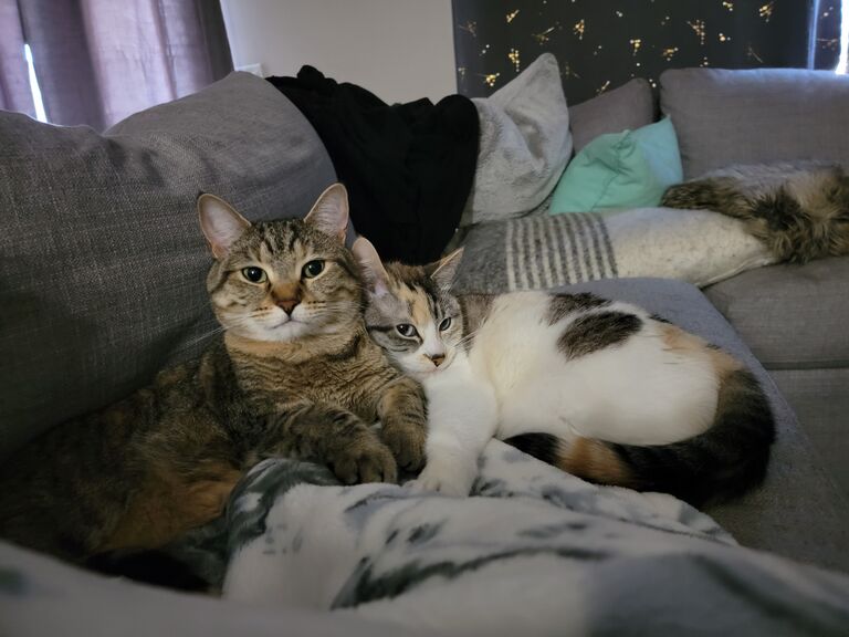 Melyssa has transformed Tyler's townhouse into her own (sucker) and the cats are still total and complete traitors. How can they love Tyler more than Melyssa when he does things like whisper "that's right you stupid little cat, we are never coming back" everytime they leave the house... He claims it is why they are so excited to see him when they get back