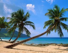 st croix beach palm trees and electric blue caribbean water