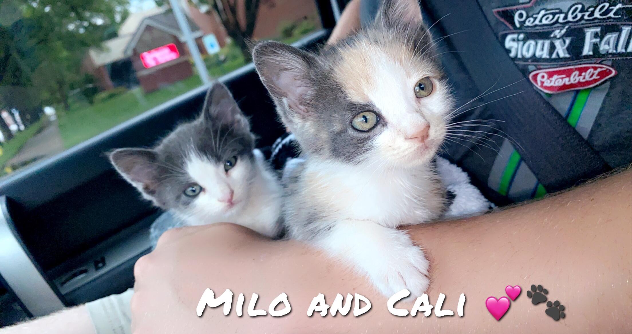 Brought Milo and Cali into the family!