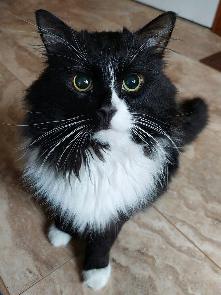 We adopt Motley!