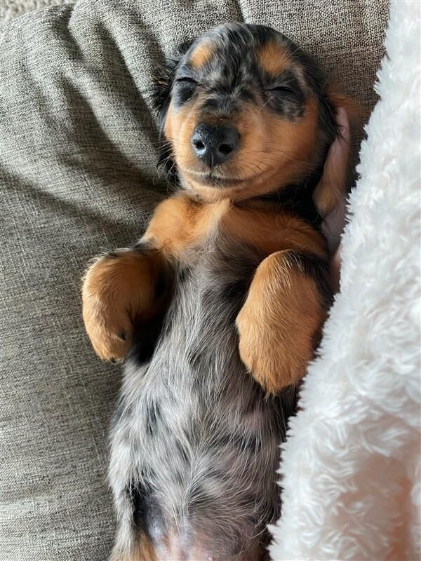 New member of the family! Bean!!