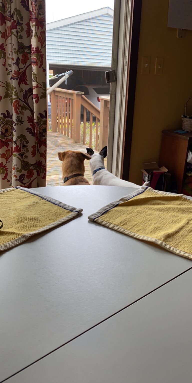 Covid, quarantine, etc. Hazel and her bestie Monty (Kyles Dad and Stepmoms dog). About 3 years 5 months. 