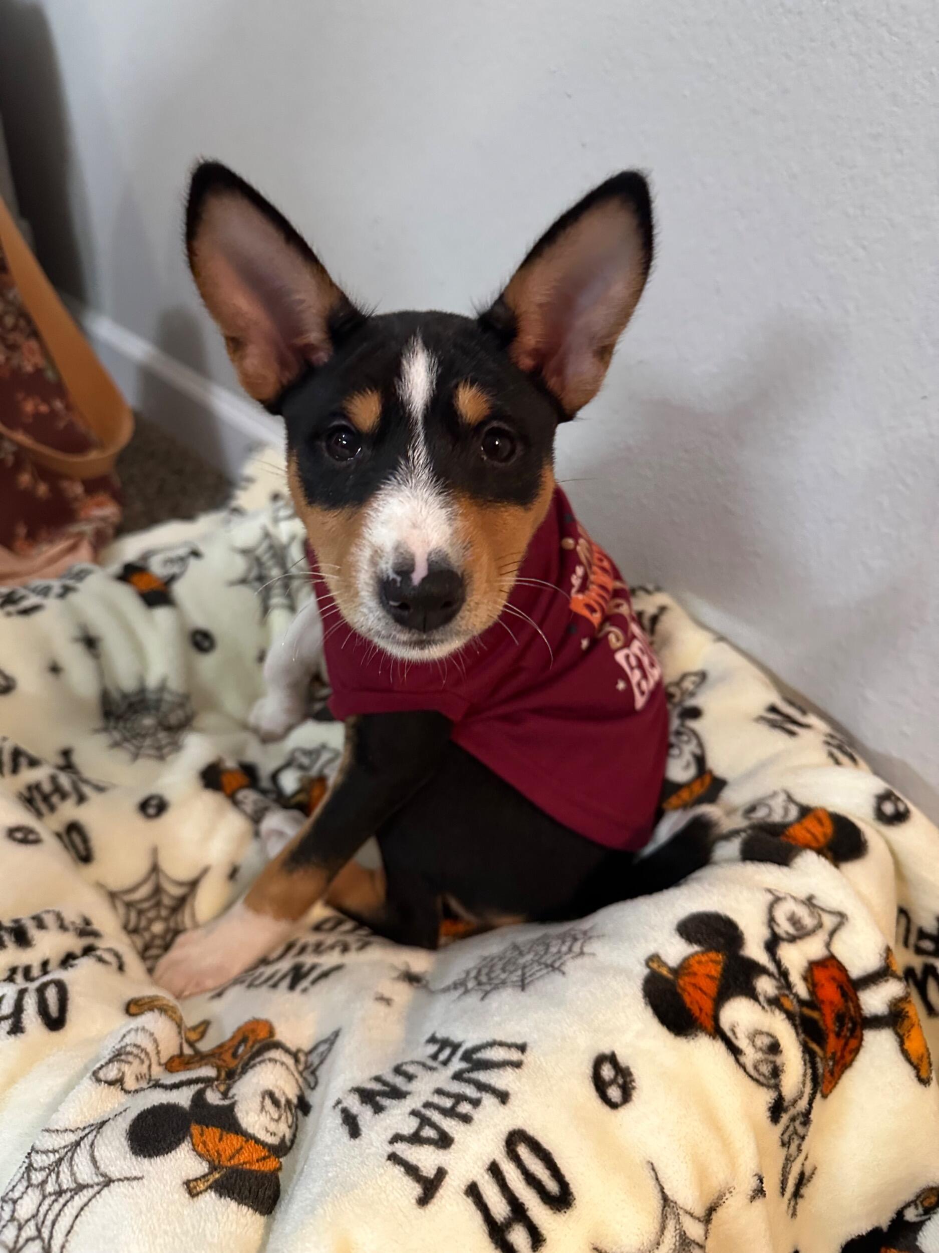 We got a new member of the family! Meet Zero, our Basenji puppy! We are so excited to start this next chapter with our little girl.
