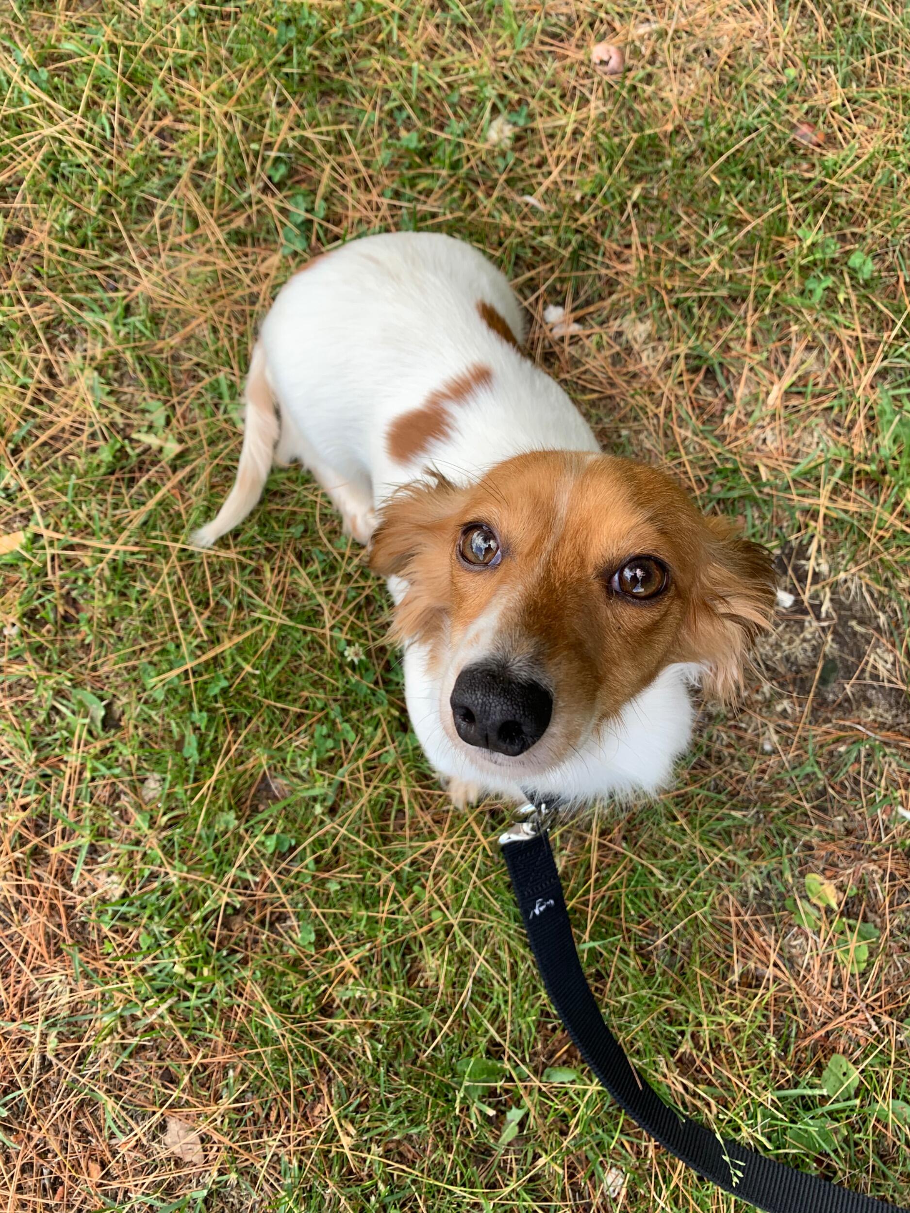 Adopted Bambi, our COVID puppy! <3