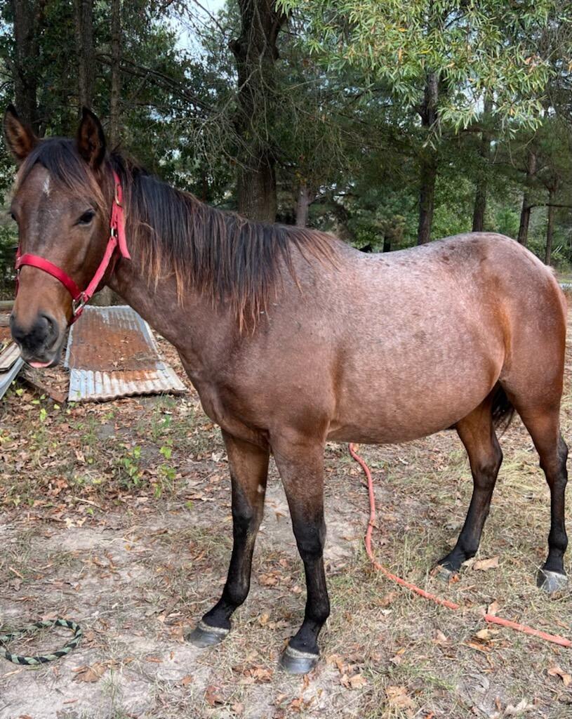 Lance and Liz move in together and the family grows by 4 hooves after welcoming another horse to the family, Lincoln!