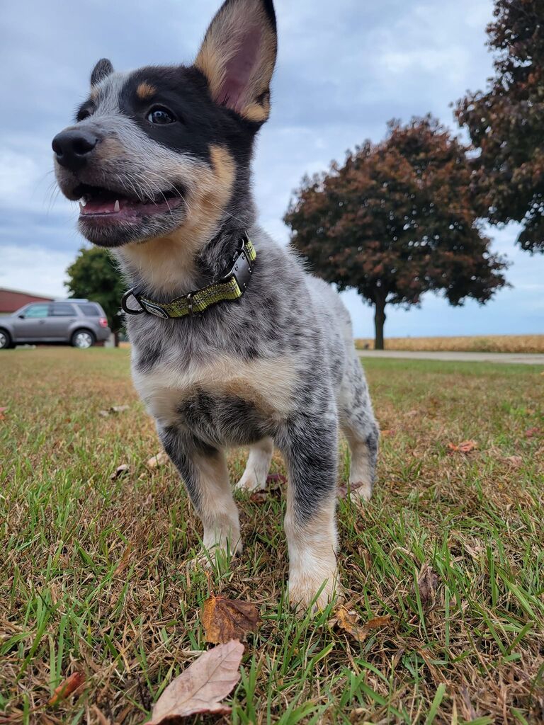 We adopt Bandit