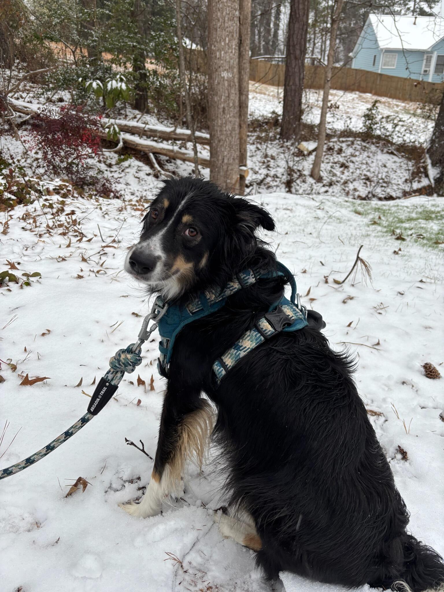 There's no Bear like Snowbear