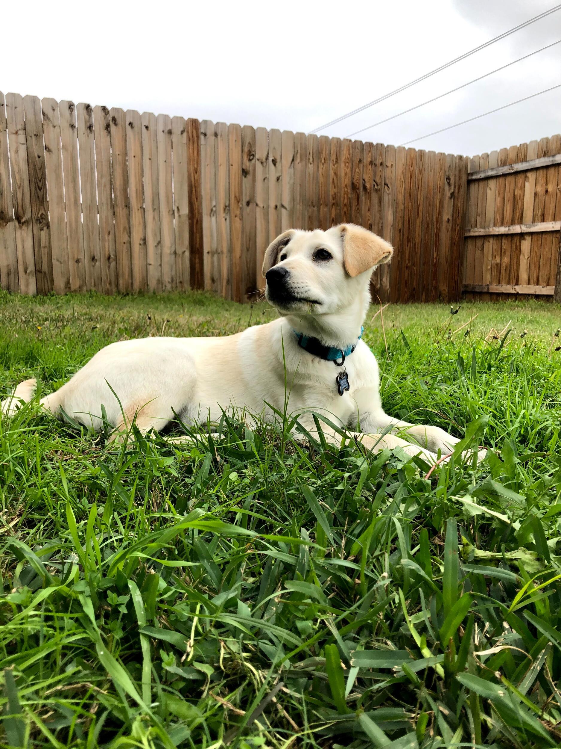 Aspen joined the family!