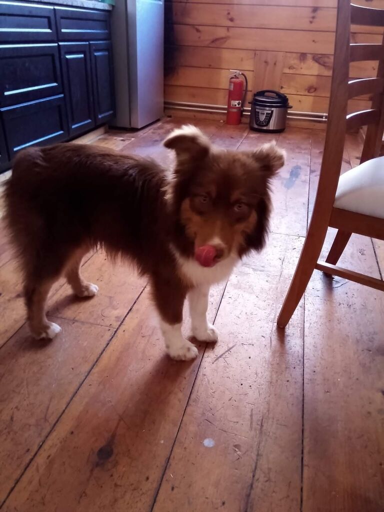 Adopted our Maxy Boy!