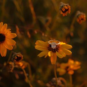 Gallery Photo 13