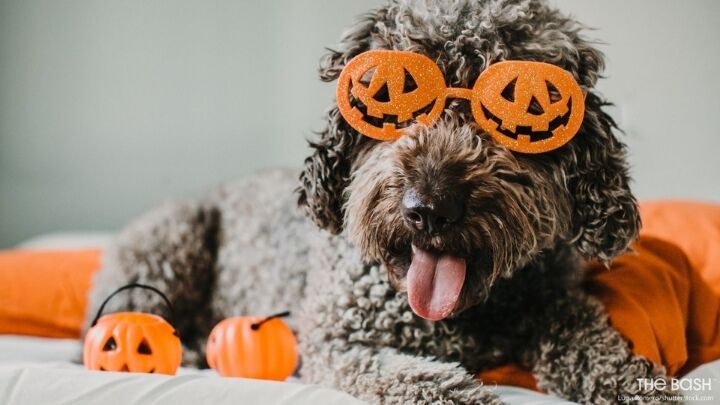 Funny Halloween Zoom Background - Dog With Glasses 